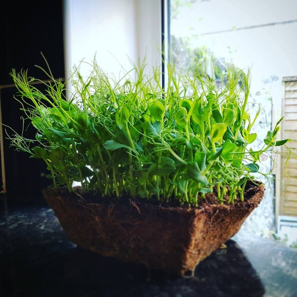 Grow your own Pea Shoots kit