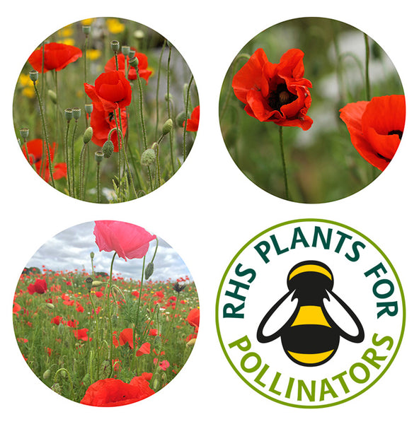 Seedball Poppy mix tin