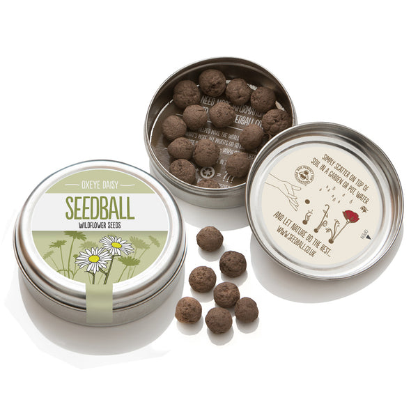 Seedball Oxeye Daisy seed tin